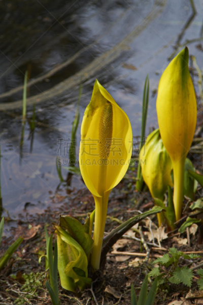 Arum