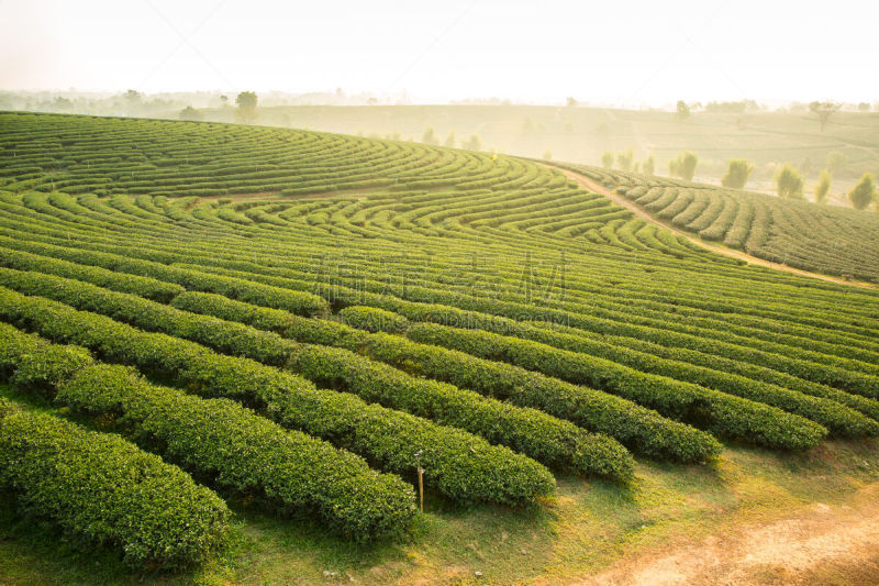 茶树,水平画幅,山,无人,夏天,户外,田地,植物,热带气候,中国