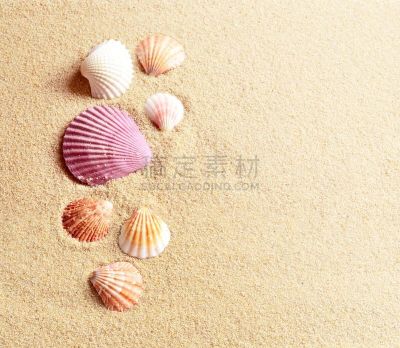 沙子,夏天,海滩,背景,贝壳,接力赛,鹦鹉螺,自然,式样,度假胜地
