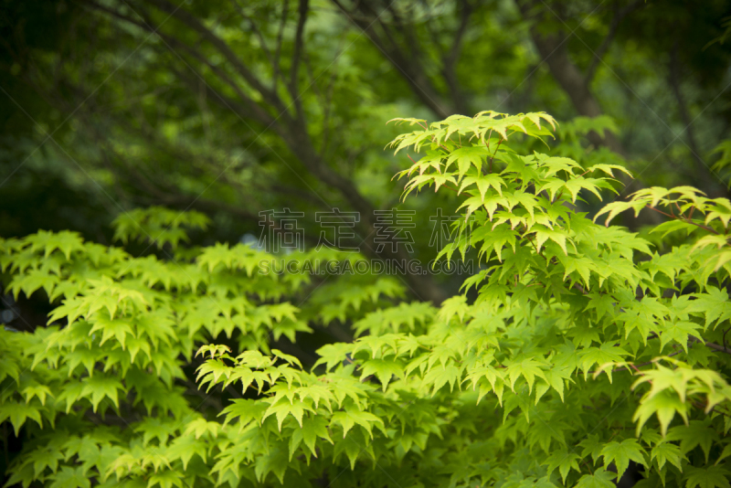 韩国,城南市,格林公园,自然,草地,水平画幅,无人,城镇,蓝色,摄影