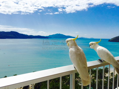 美冠鹦鹉,非凡的,阳台,澳大利亚,建筑露台,天空,美,宁静,水平画幅,无人