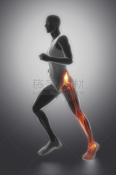 膝,踝,时髦的,生理学,垂直画幅,身体受伤,前十字韧带,韧带,股骨,腓骨