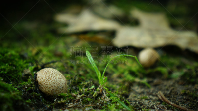 马勃菇,苔藓,微距,自然,选择对焦,圆形,美国,水平画幅,无人,蘑菇