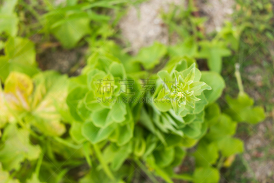莴苣,菜园,水平画幅,素食,生食,户外,生物学,乡村风格,园艺师,植物
