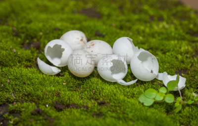 卵,蜥蜴,水平画幅,无人,球洞区,大特写,草,蜥蜴半岛,壁虎,摄影