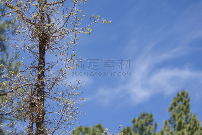 天空,新墨西哥,水平画幅,无人,夏天,户外,云景,树林,美国西南部,极端地形