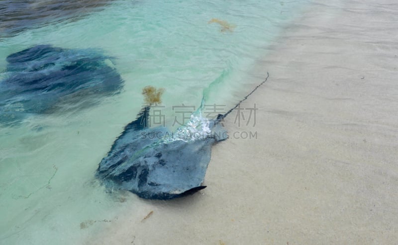 eagle ray,平滑的,红棕色马,魟,魟鱼,西澳大利亚,水,野生动物,水平画幅,印度洋