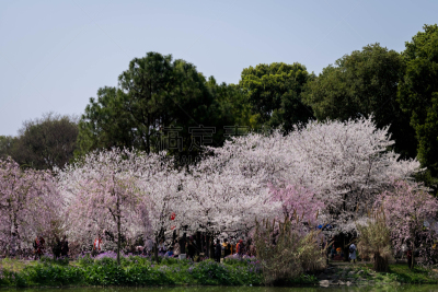 梅花,热,池塘,中国,植物,户外,晴朗,充满的,东,樱花