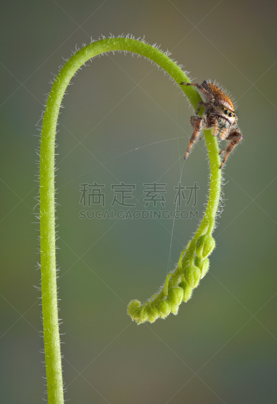 跳跃蜘蛛,茅膏菜,茎,自然,垂直画幅,无脊椎动物,野生动物,无人,蜘蛛纲,爬