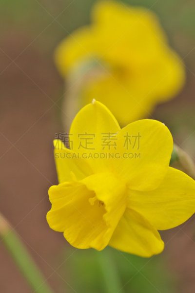 仅一朵花,垂直画幅,无人,东京,日本,江东区,特写,摄影,花