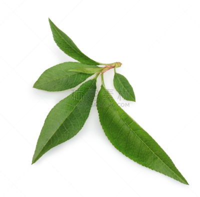 桃,叶子,白色背景,分离着色,桃树,叶表皮,叶绿体,油桃,正面视角,水平画幅