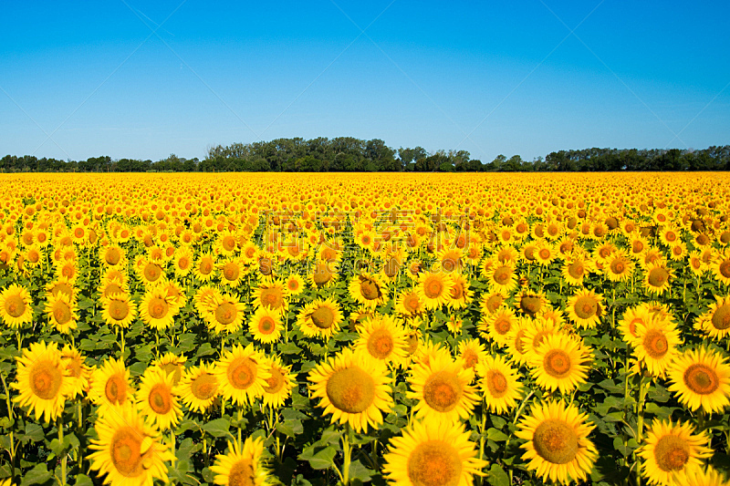 黄色,向日葵,田地,自然美,自然,草地,水平画幅,无人,蓝色,夏天