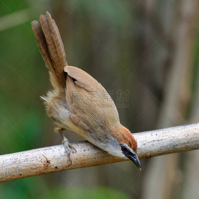 chestnut-capped babbler,梯牧草,自然,机敏,褐色,野生动物,无人,鸟类,野外动物,户外