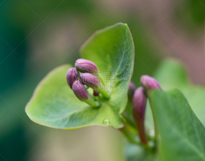 忍冬,花蕾,雨,修改系列,活湃湖滩,总状花序,箭木,荧光灯,水,美