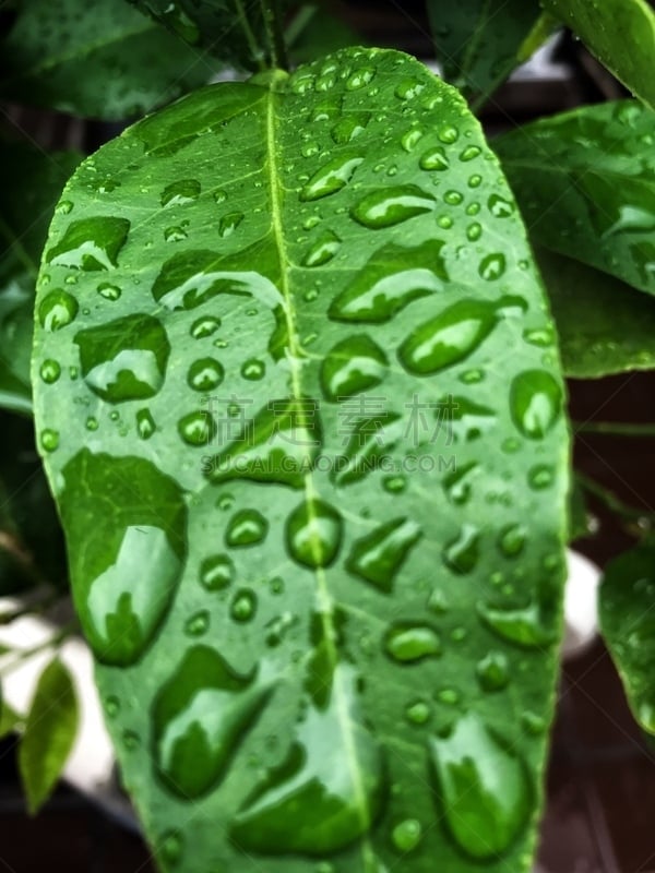 雨滴,绿色,柠檬叶,湿,清新,环境,刀刃,尖的,植物,叶绿素