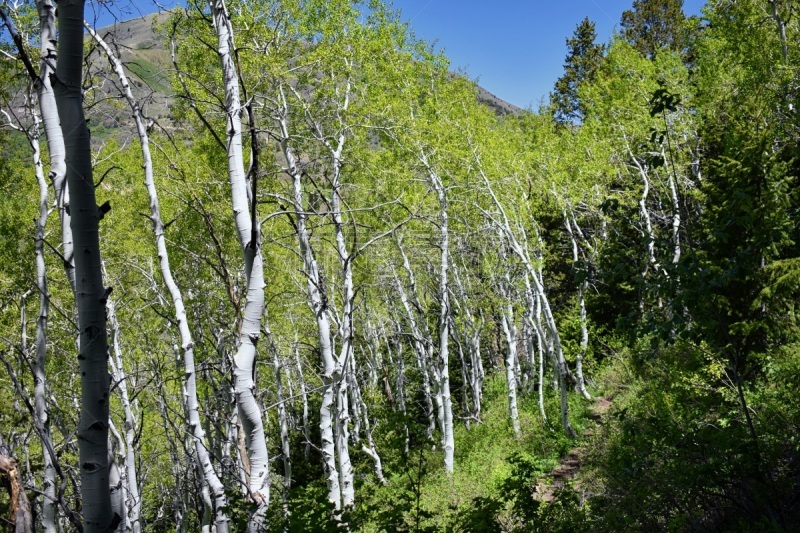 犹他,风景,美国,山谷,徒步旅行,奥克尔山,洛矶山脉,图埃勒,mithridates vi,里约热内卢