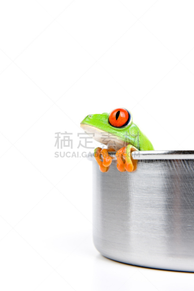 红眼树蛙,锅,树蛙,垂直画幅,留白,绝望,特写,白色,看,食品