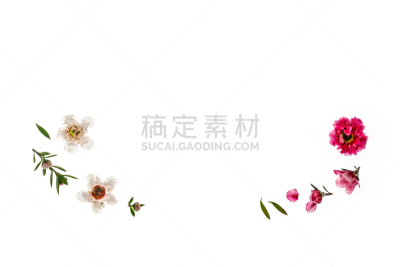 麦卢卡树,白色,白色背景,粉色,留白,与众不同,转基因,背景分离,替代医药,色彩鲜艳