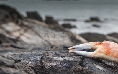 爪,响棒,凸的,琴弦,水,水平画幅,形状,无人,平视角,湿