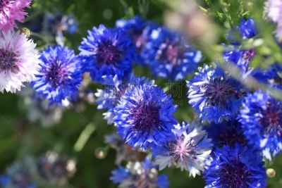蜜蜂,矢车菊,自然,人的头部,水平画幅,蓝色,日本,动物身体部位,夏天,特写