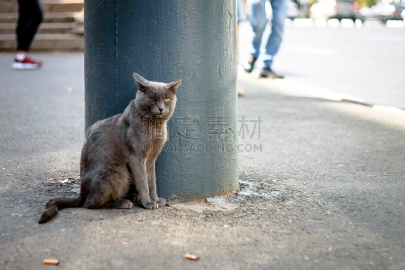 寂寞,猫,可爱的,安全,野生动物,肖像,好奇心,哺乳纲,猫科动物