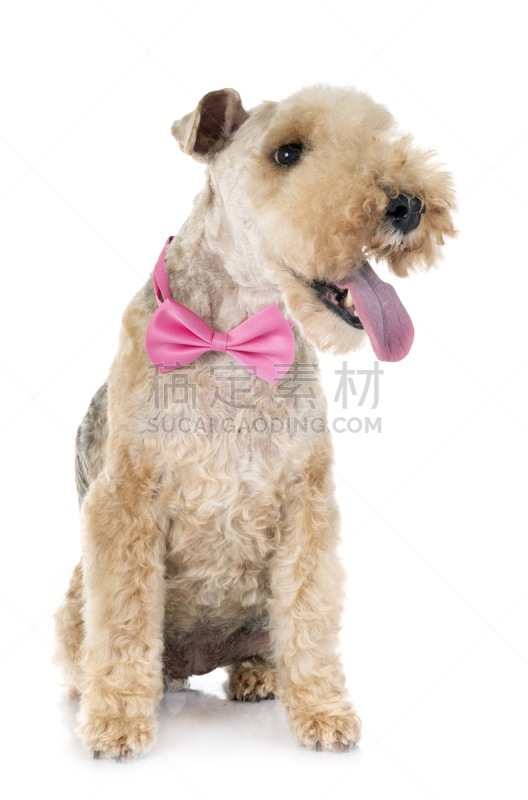 lakeland terrier,宠物,纯种犬,梗犬,领结,古老的,背景分离,法国,垂直画幅,图像