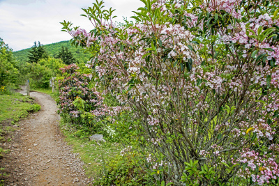美国山桂,花头,小路,徒步旅行,山脊,枝繁叶茂,草,春天,阿巴拉契亚山脉,杜鹃花属