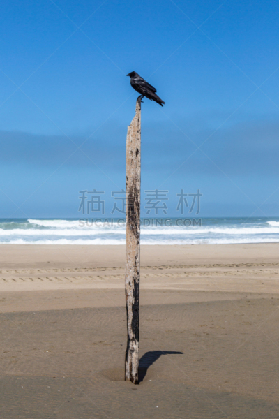 木桩,乌鸦,垂直画幅,水,美,大乌鸦,沙子,无人,鸟类,动物学