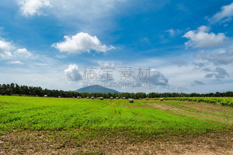干草卷,田地,葡萄园,地形,葡萄酒,天空,美,葡萄酒厂,干草,水平画幅