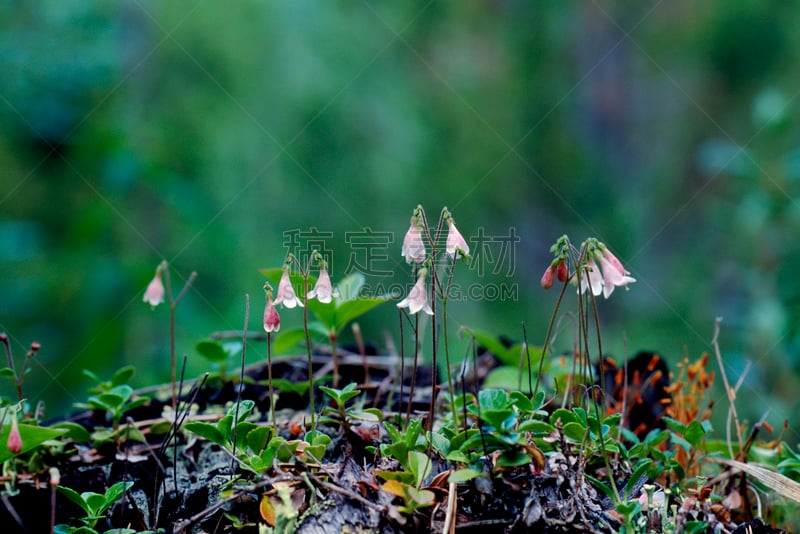 孪生花植物,温带的花,美,水平画幅,无人,户外,特写,前景聚焦,2000到2009,树林