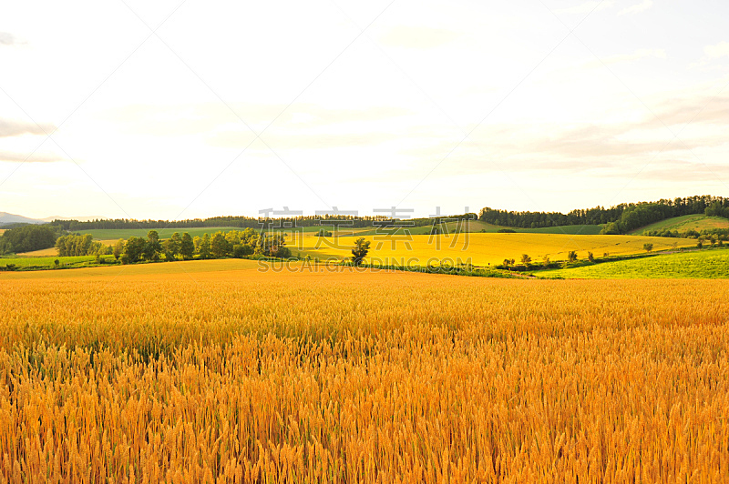 田地,黄色,小麦,天空,美,水平画幅,山,美人,夏天,户外
