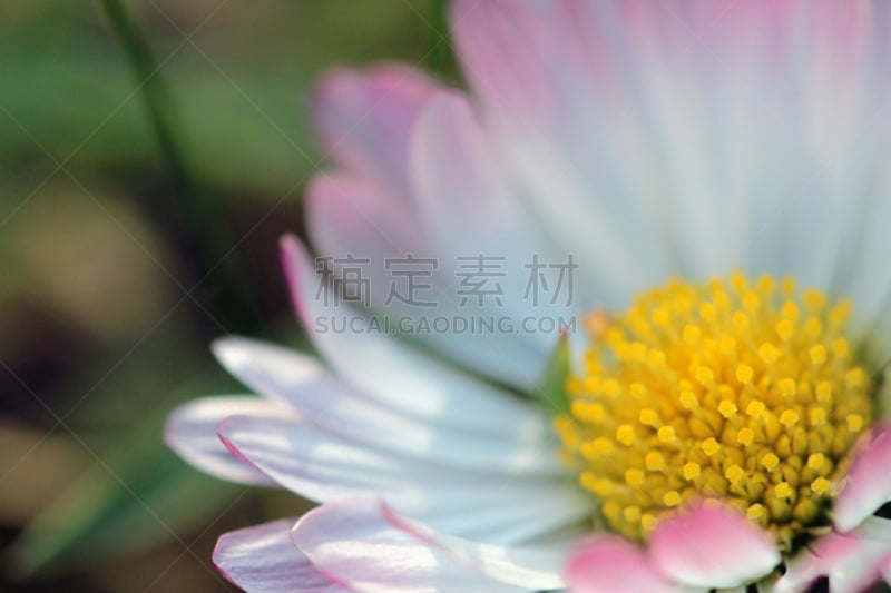 雏菊,春白菊花,菊花,茼蒿菊,甘菊花,美,水平画幅,无人,夏天,户外