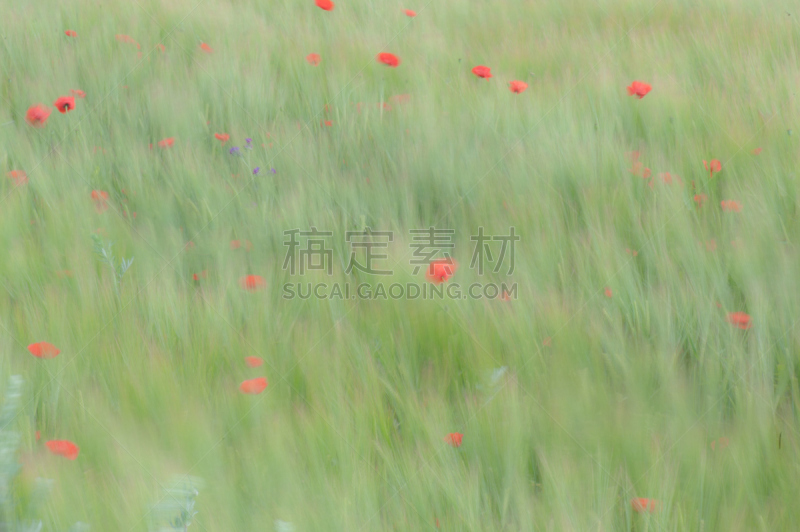 风,农业,环境保护,草,自然美,春天,农场,背景,夏天,花坛