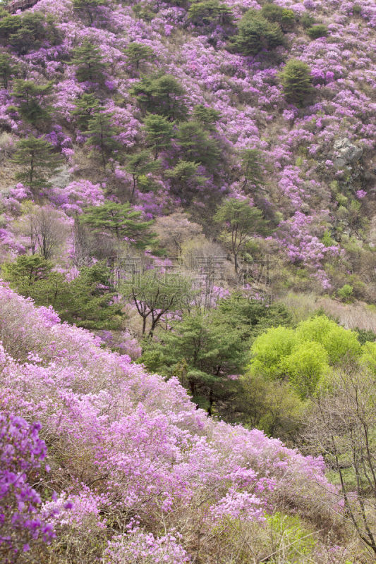 松树,杜鹃花,自然,垂直画幅,温带的花,地形,无人,仁川,户外,春天