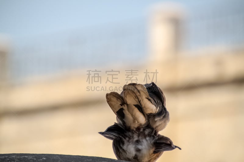 耶路撒冷,在上面,以色列,小酒杯,概念,斑鸠,一只动物,两只动物,坐,笑