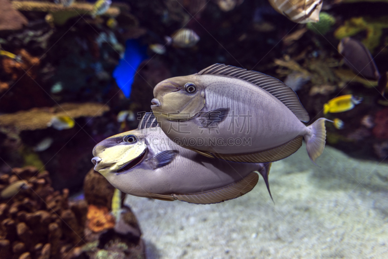 长吻鼻鱼,海洋,伴侣,鱼类,大特写,鸡尾酒,特写,碗,水族馆,人工饲养动物