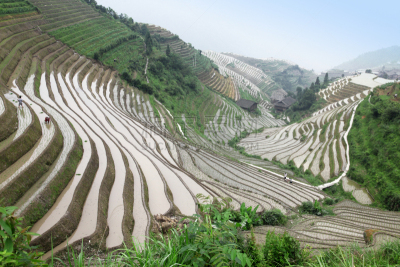 龙脊梯田,中国,稻,广西壮族自治区,梯田,壮族,瑶族,苗族,龙胜,阳朔