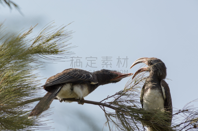 犀鸟,圣伯纳犬,喙,自然,野生动物,水平画幅,鸟类,动物身体部位,野外动物,翅膀