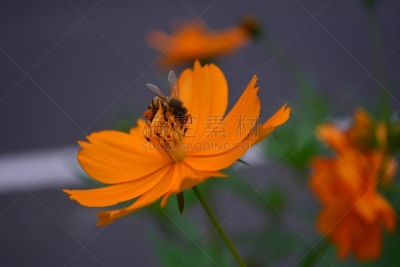 蜜蜂,自然美,自然,水平画幅,绿色,橙色,秋天,无人,彩色图片,花粉