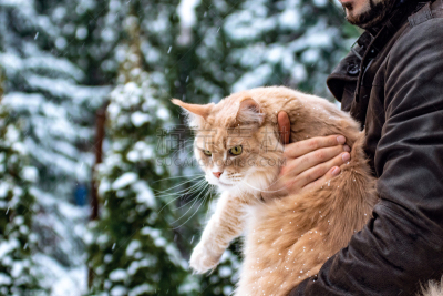 雪,冬天,缅因库恩猫,姜黄,自然美,白昼,可爱的,寒冷,肖像,奥地利