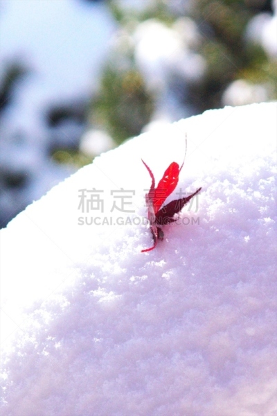 秋天,粉末状雪,舞蹈,垂直画幅,雪,无人,葡萄树枫木,户外,北海道,镜头眩光