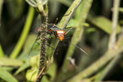 半翅目,叶子,昆虫,小的,红色,棉二点红蝽象,heteroptera,农用喷雾器,害虫,水平画幅