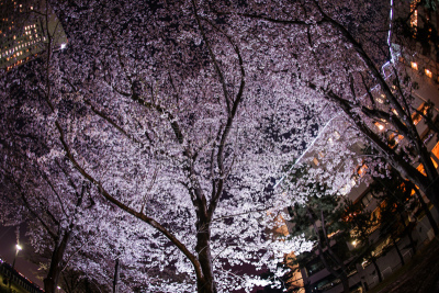 樱桃树,夜晚,海港,吉野樱花,春天,植物,户外,横滨高速铁路,横滨,日本