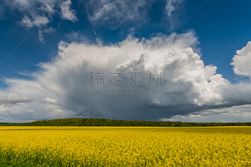油菜花,田地,积雨云,在上面,天空,水平画幅,能源,户外,干净,云景