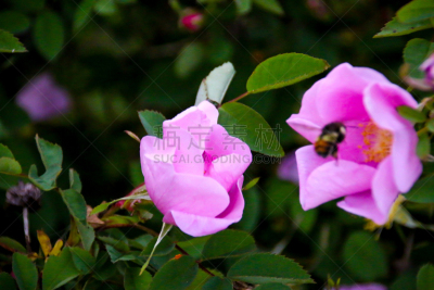 嗡嗡响的,野玫瑰,环保人士,蜜蜂,水平画幅,忙碌,半空中,玫瑰,户外,知识