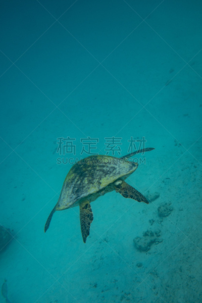 墨西哥,海龟,爱库马尔,玛雅文明,海滩,海岸线,热带气候,草,著名景点,动物