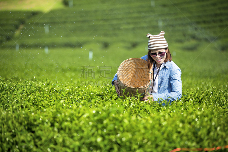 茶树,芳香的,水平画幅,拟人笑脸,园艺,旅行者,户外,篮子,饮料,耕地