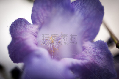 紫薇科树,2019,拉丁美洲,图像,墨西哥,克雷塔罗州,三月,春天,花头,无人