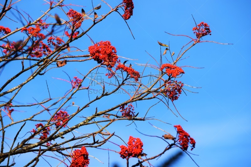 浆果,葡萄树枫木,自然,美国,旅游目的地,水平画幅,秋天,无人,户外,美国南部