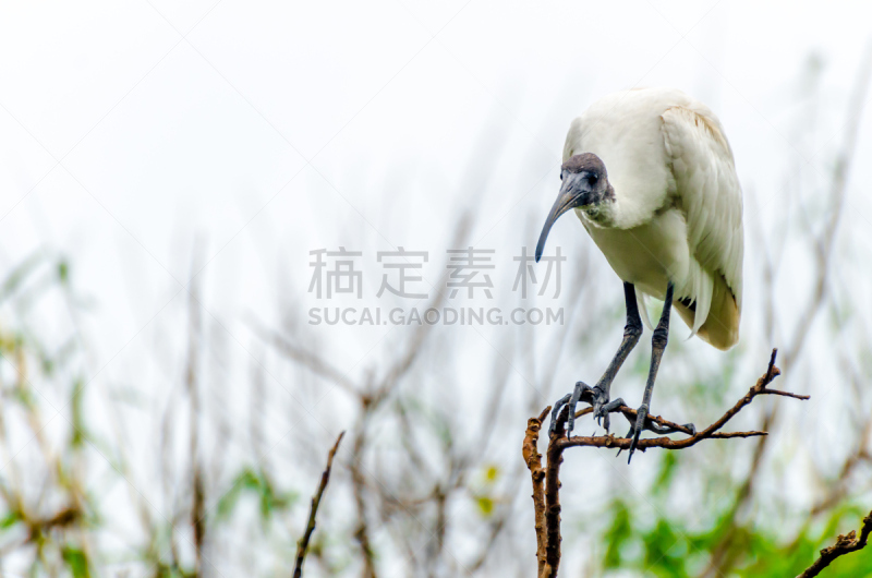 鸟类,黑头白鹮,白朱鹭,热带鸟,天空,公园,朱鹭,水平画幅,动物学,动物身体部位